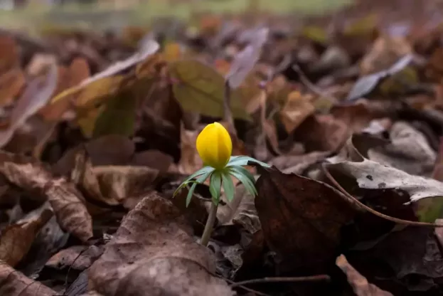 Eranthis cilicica, Später-Winterling