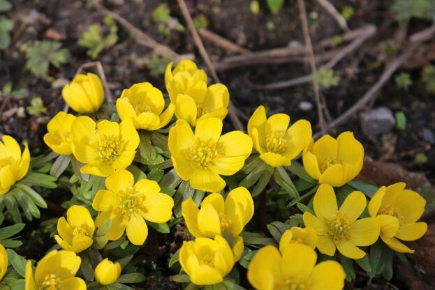 Eranthis hyemalis, Winterling