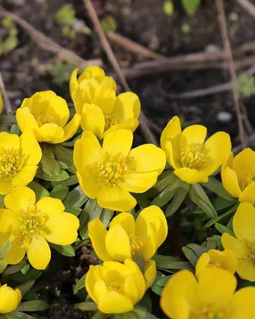 Eranthis hyemalis, Winterling