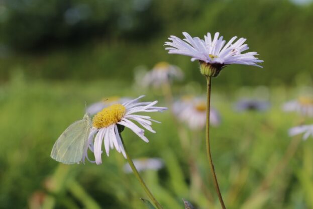 Erigeron 'Quakeress', Berufkraut