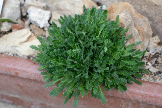 Erinus alpinus, Alpenbalsam, Leberbalsam