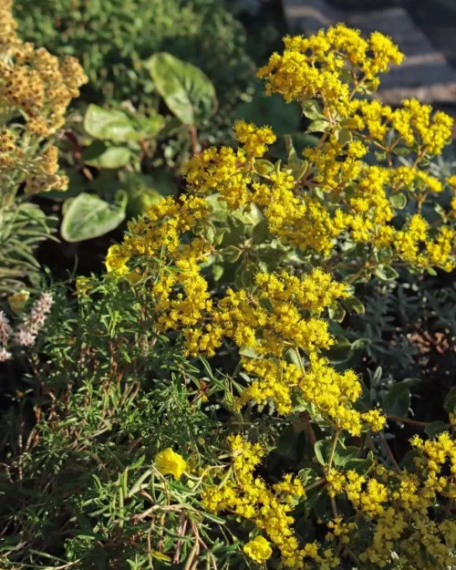 Virginia Wollkn terich Eriogonum Allenii Little Rascal 