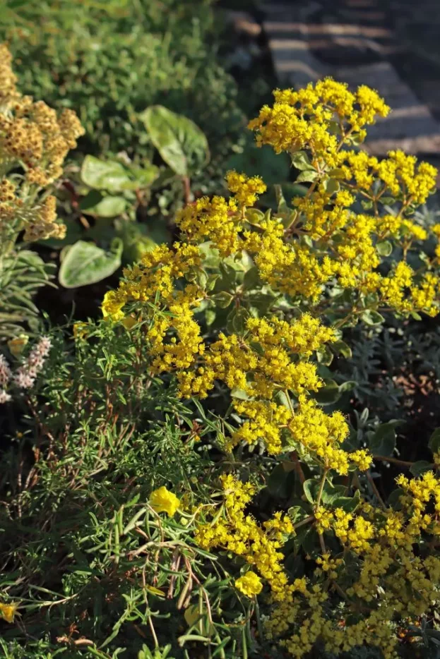 Eriogonum allenii 'Little Rascal'