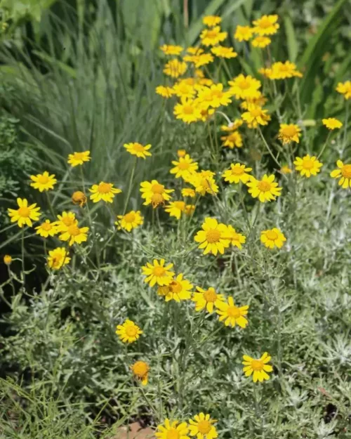 Eriophyllum lanatum - Wüsten-Goldaster