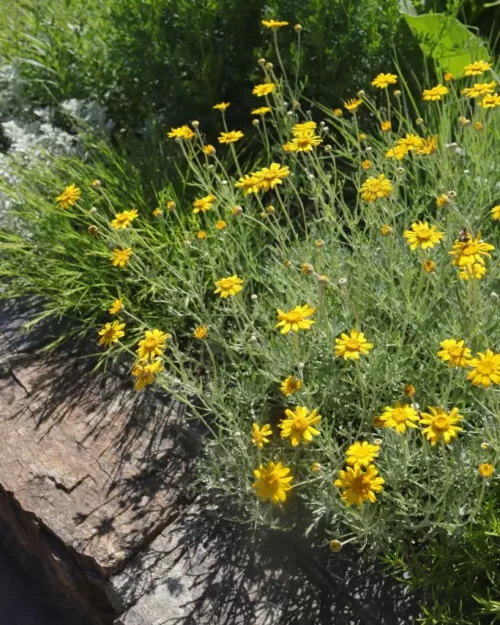 Eriophyllum lanatum - Wüsten-Goldaster