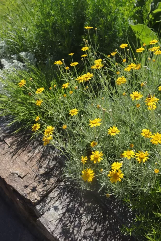 Eriophyllum lanatum - Wüsten-Goldaster