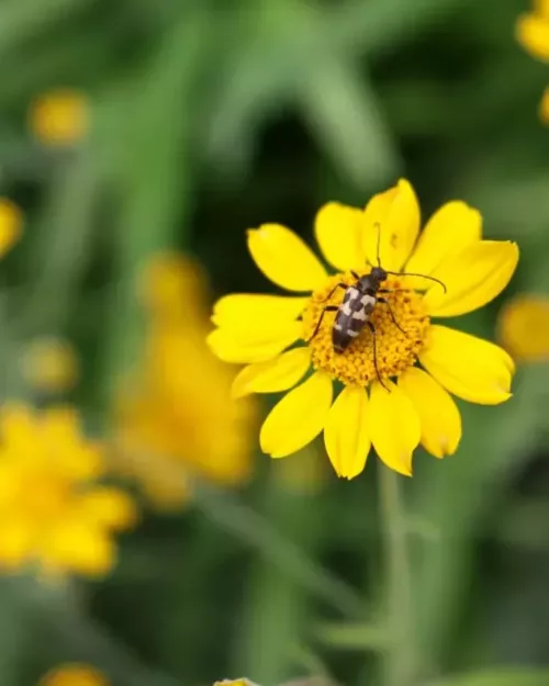 Eriophyllum lanatum - Wüsten-Goldaster