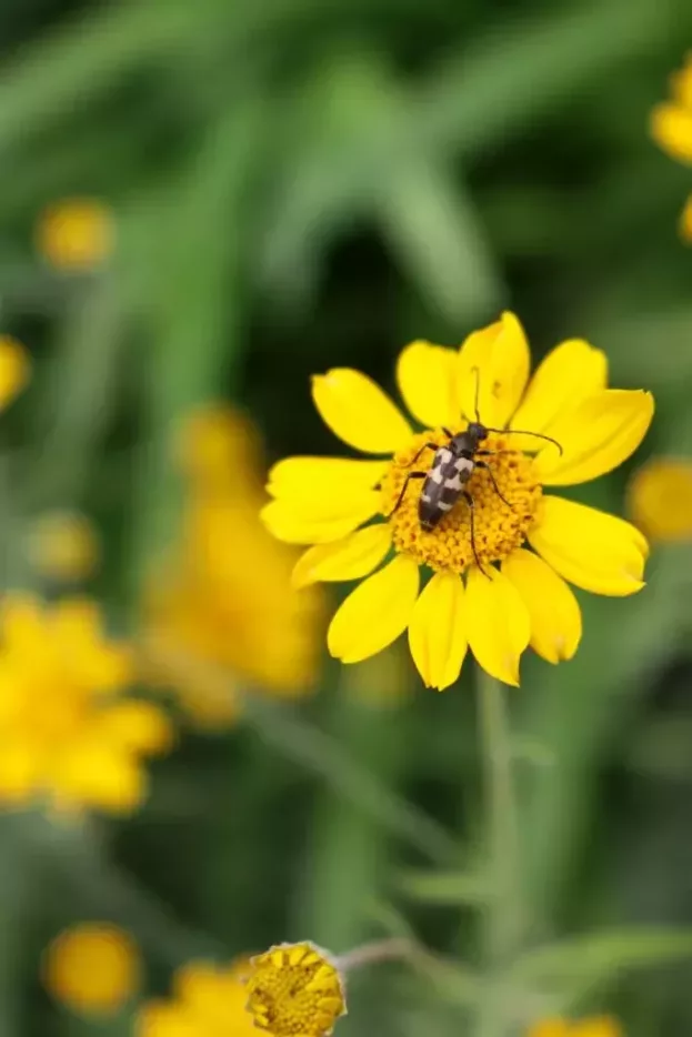 Eriophyllum lanatum - Wüsten-Goldaster