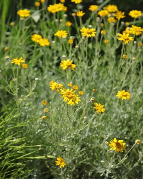 Eriophyllum lanatum - Wüsten-Goldaster