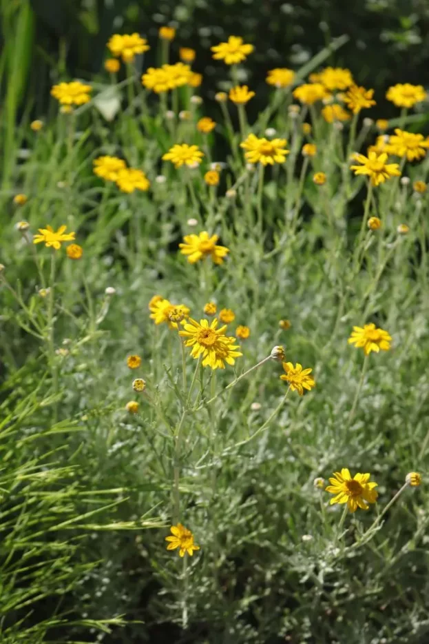 Eriophyllum lanatum - Wüsten-Goldaster