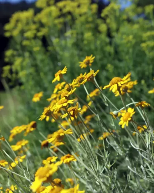 Eriophyllum lanatum - Wüsten-Goldaster