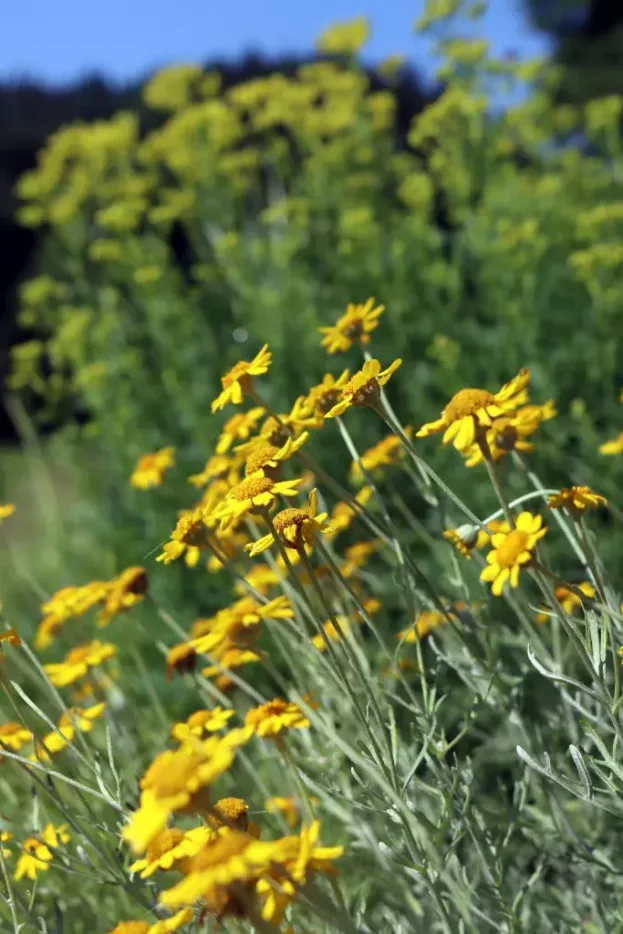 Eriophyllum lanatum - Wüsten-Goldaster