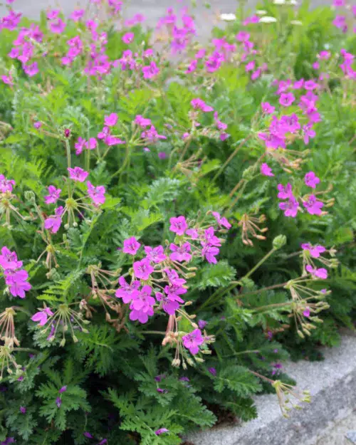 Erodium x hybridum, Reiherschnabel