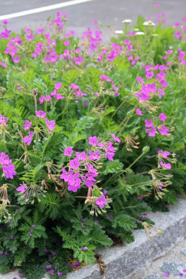 Erodium x hybridum, Reiherschnabel