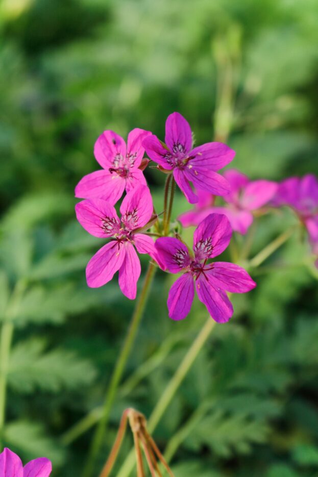Erodium x hybridum, Reiherschnabel