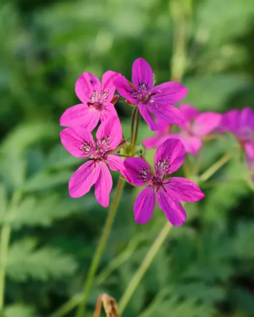 Erodium x hybridum, Reiherschnabel