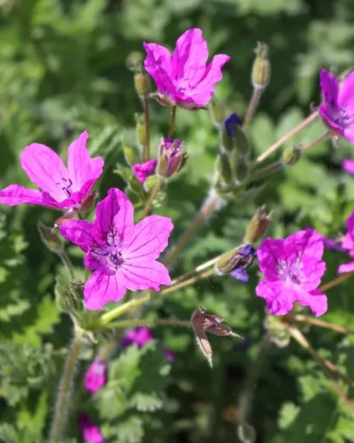 Erodium manescavii, Reiherschnabel