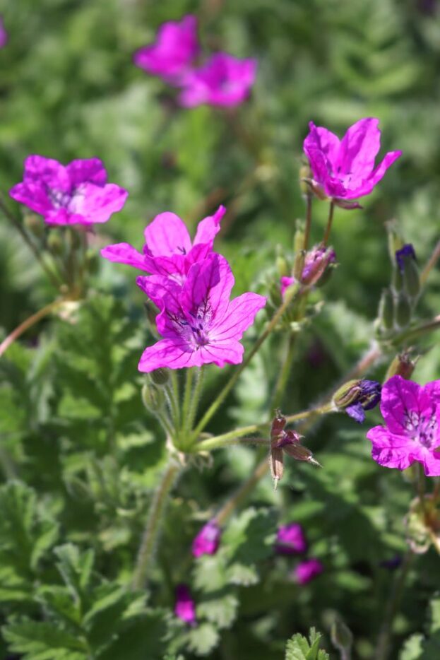 Erodium manescavii, Reiherschnabel