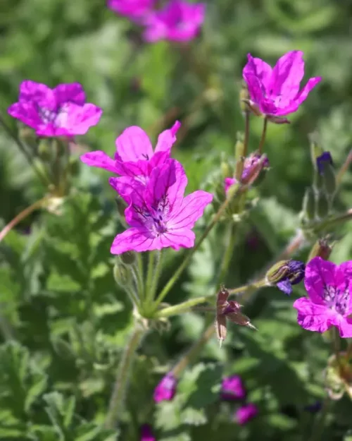 Erodium manescavii, Reiherschnabel