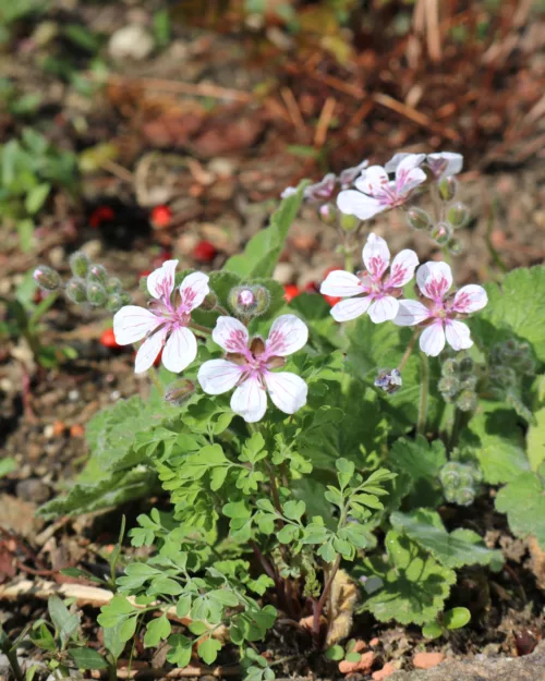 Erodium trifolium, Dreilappen-Reiherschnabel