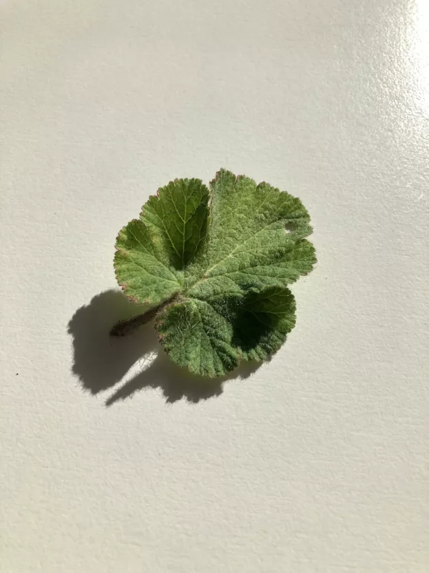 Erodium trifolium, Dreilappen-Reiherschnabel