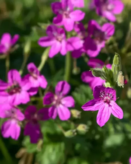 Erodium x hybridum, Großer Reiherschnabel