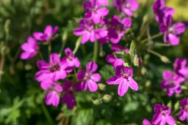 Erodium x hybridum, Großer Reiherschnabel