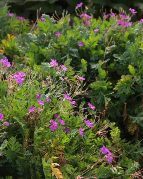 Erodium x hybridum, Großer Reiherschnabel