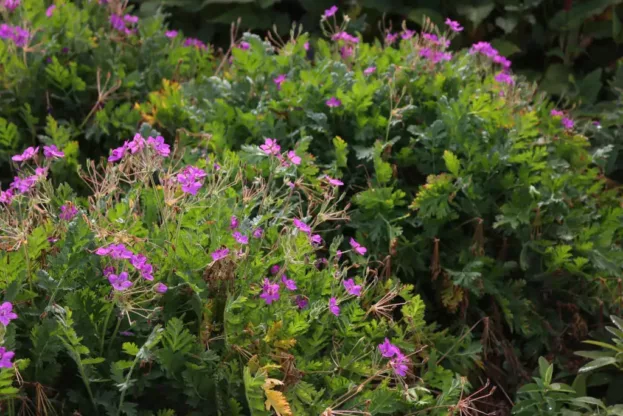 Erodium x hybridum, Großer Reiherschnabel