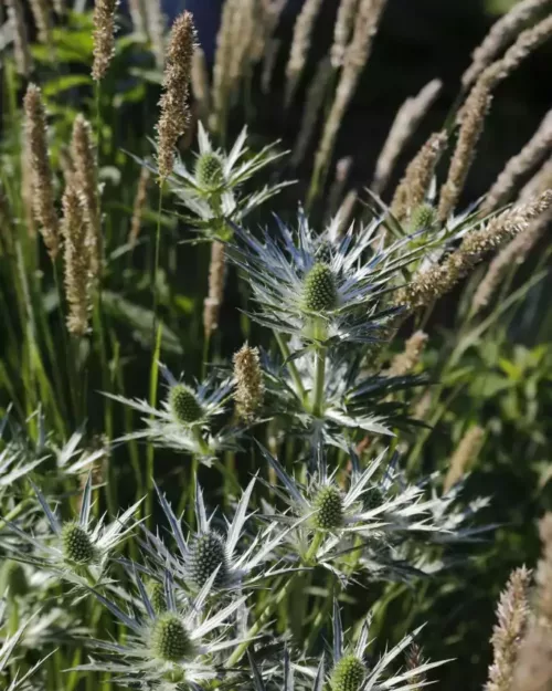 Eryngium giganteum, Riesen-Mannstreu