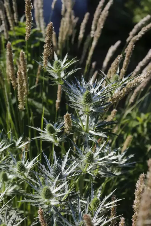 Eryngium giganteum, Riesen-Mannstreu