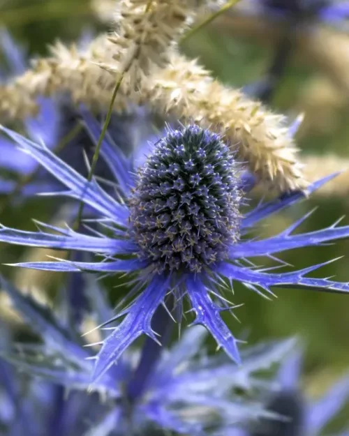 Eryngium x zabelii 'Big Blue'