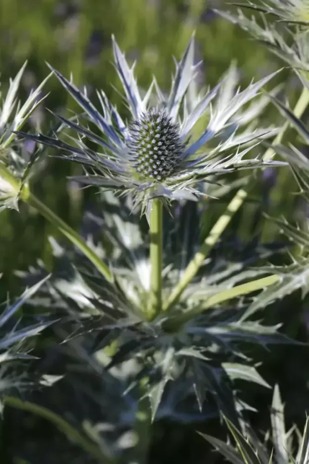 Eryngium giganteum, Riesen-Mannstreu