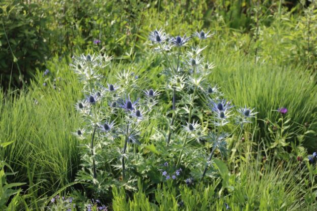 Eryngium 'Big Blue', Edeldistel