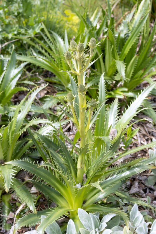 Eryngium agavifolium, Agavenblättriges Mannstreu