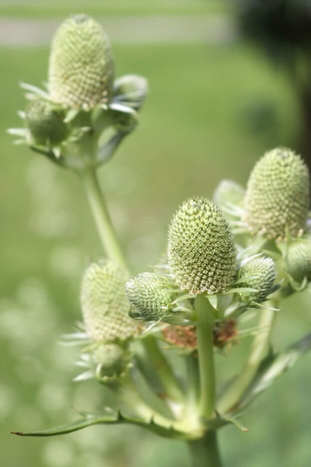Eryngium agavifolium, Agavenblättriges Mannstreu