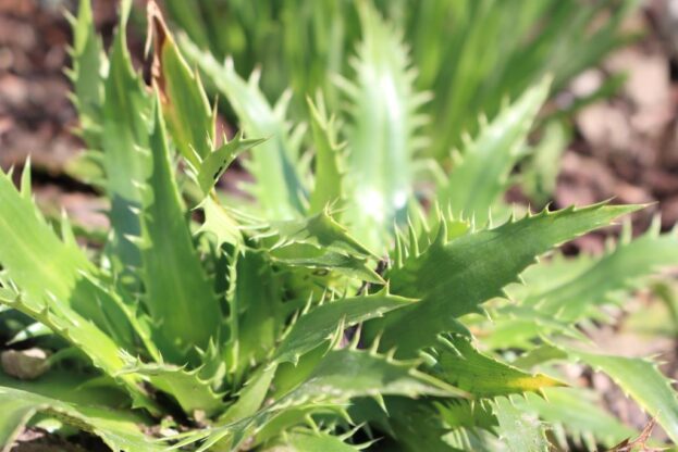 Eryngium agavifolium, Agavenblättriges Mannstreu