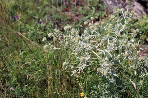 Feld-Mannstreu, Eryngium campestre