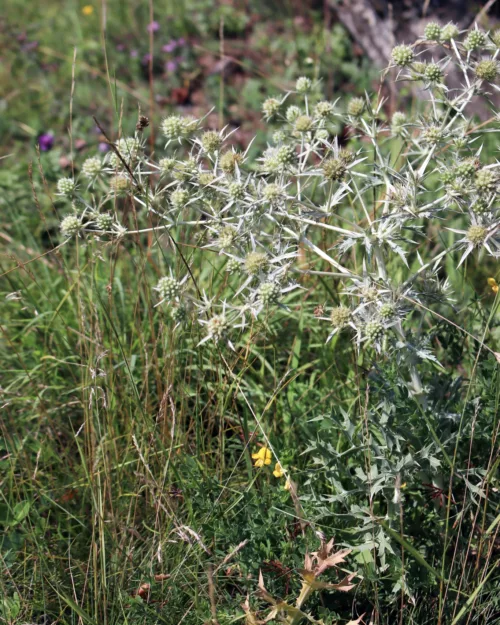 Feld-Mannstreu, Eryngium campestre