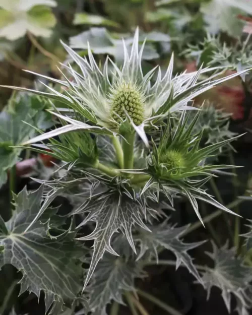 Eryngium giganteum, Riesen-Mannstreu