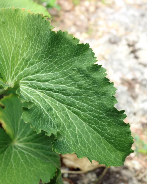 Eryngium giganteum