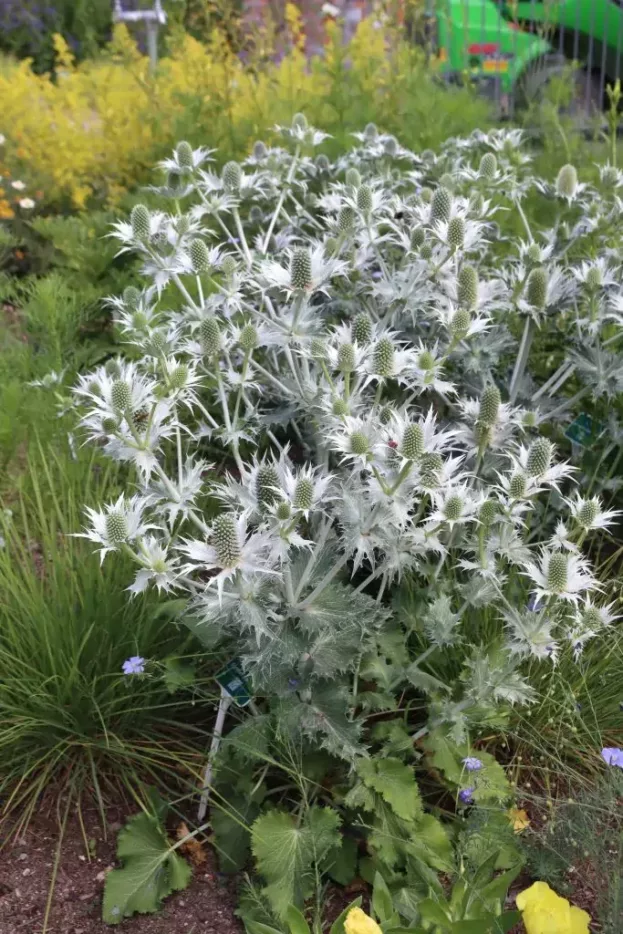 Eryngium giganteum, Elfenbeindistel, Riesen-Edeldistel