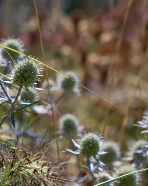 Eryngium planum, Edeldistel