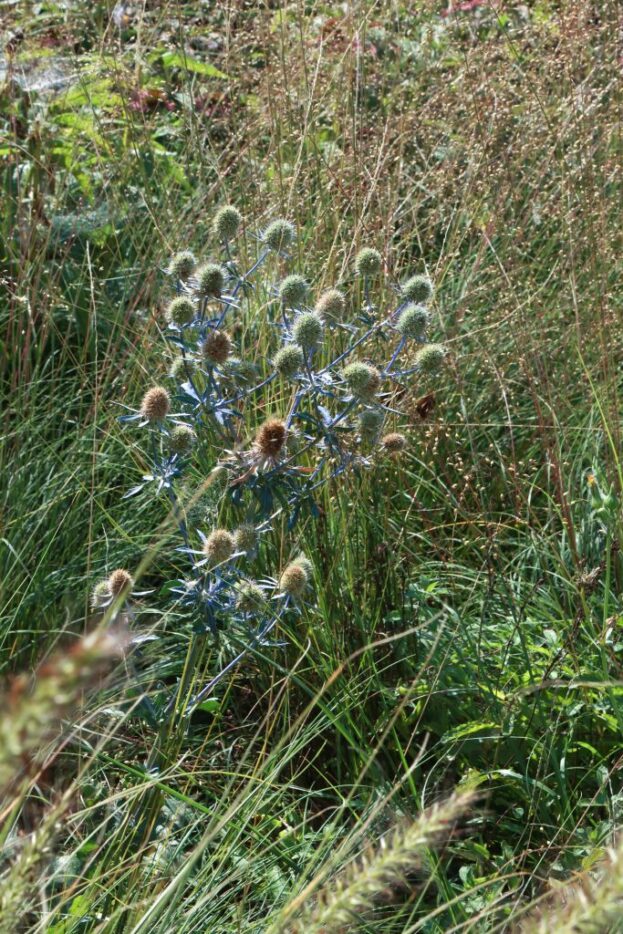 Eryngium planum, Edeldistel