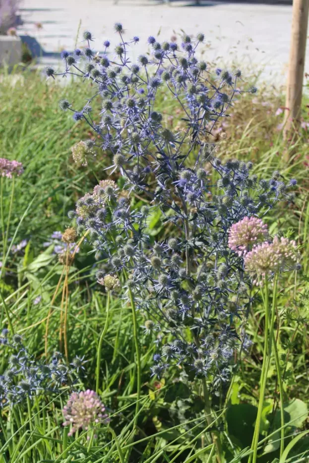 Eryngium planum, Edeldistel