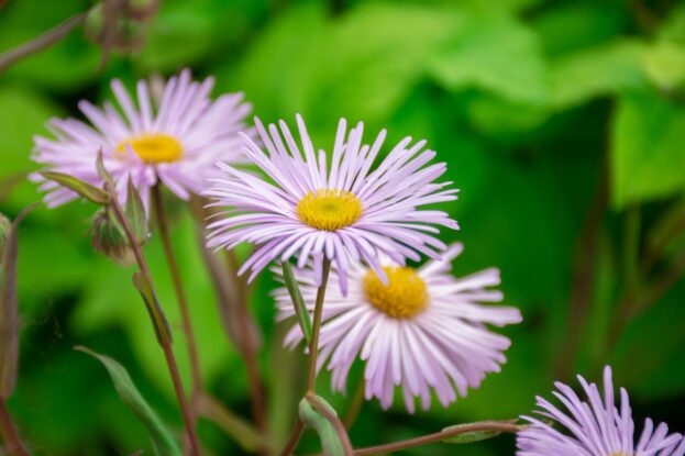 Erigeron 'Quakeress', Berufkraut