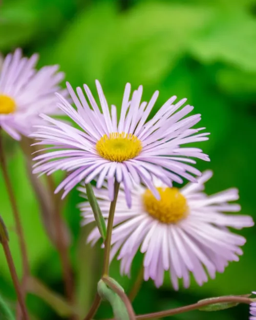 Erigeron 'Quakeress', Berufkraut