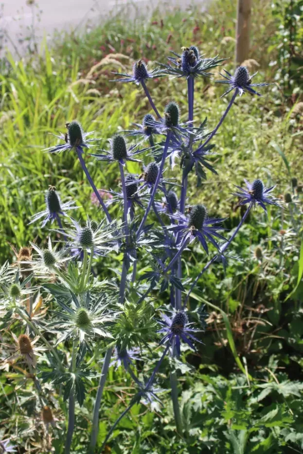 Eryngium x zabelii Big Blue, Zabels Mannstreu