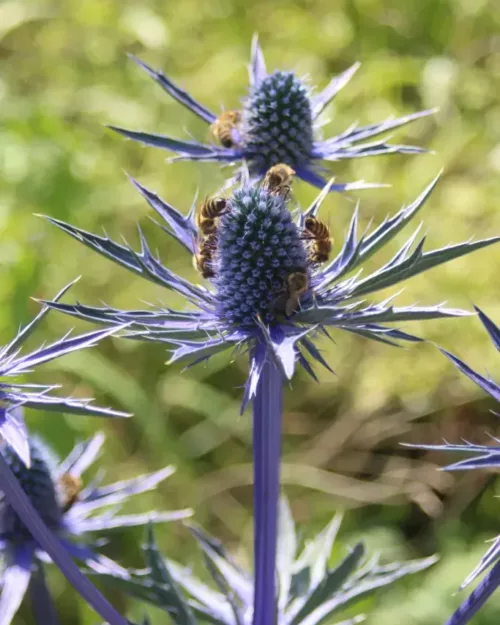 Eryngium x zabelii Big Blue, Zabels Mannstreu