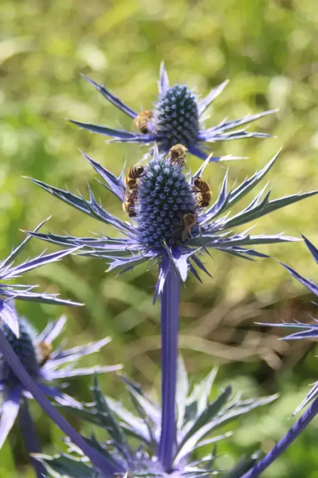 Eryngium x zabelii Big Blue, Zabels Mannstreu